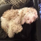 Sherri Eccleston's photo