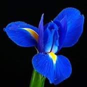 Tia Trefethen's photo