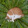 ann_meow