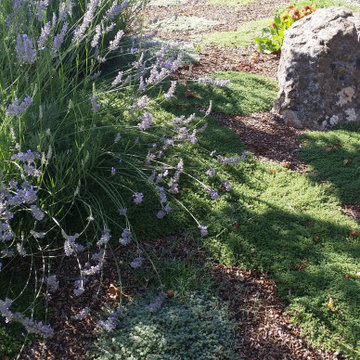 Low-Water Landscape Rebate Garden Design Featuring Lavender, San Jose, CA