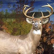 Jennifer Blanchard's photo