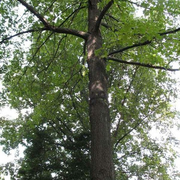 Black Oak Tree