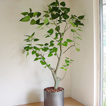 Plants.L