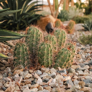 Desert Fern