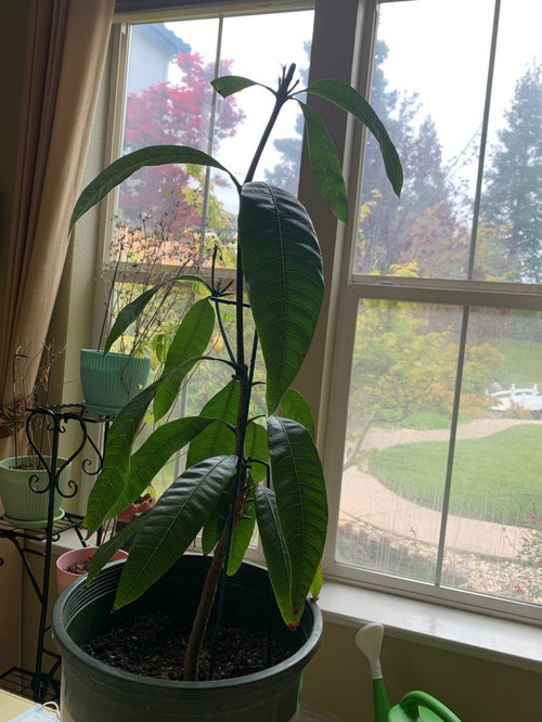 Mango plant stopped growing