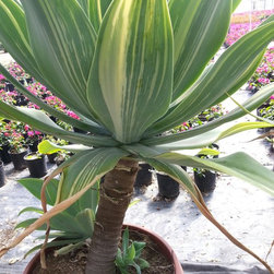 Gallery - Outdoor Pots And Planters