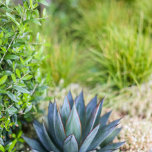 Landscape 2024 - Succulents
