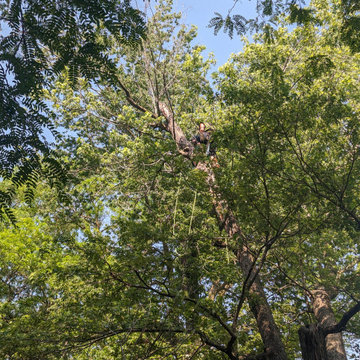 Tree service
