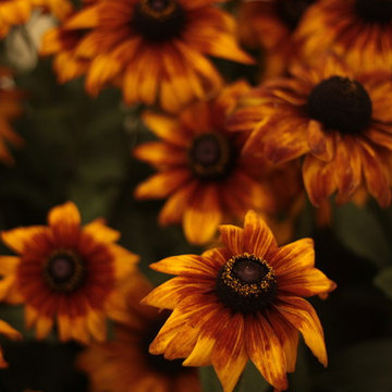 Rudbeckia