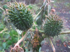 Moon Flowers Bush They Were Moonflowers I Though A Vine Maybe Someone Identify It Am Attaching Photos The Frost Got Leaves But Pods Are Very Visible