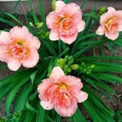 Cheryl Hall's photo