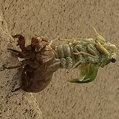 Coni Williams's photo