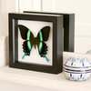 Real Peacock Swallowtail Butterfly Shadowbox