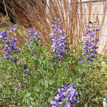 Native Plant Landscaping, Hardscaping, and Bioswales
