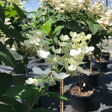 Current Featured Plants