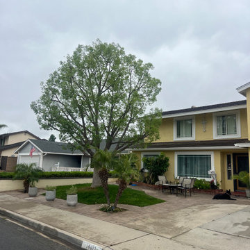Tree Care