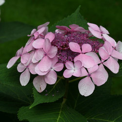 Let's Dance&reg; Diva! Bigleaf Hydrangea - Area Rugs
