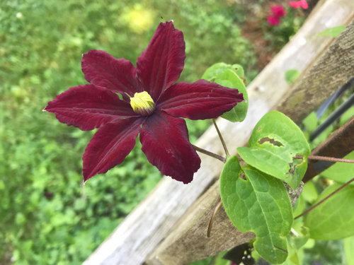 can anyone identify this dark red burgundy colored clematis