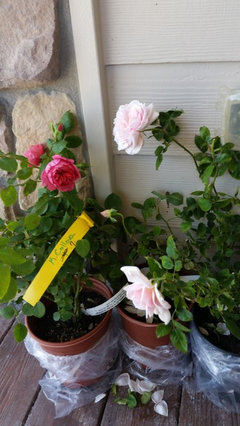 Chamblee Roses | Houzz Forum
