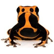 Joán Silva's photo