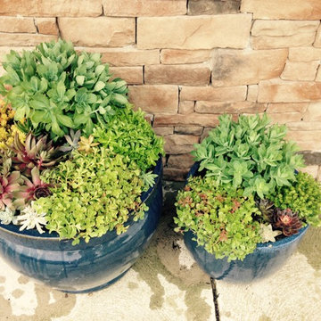Container Gardens