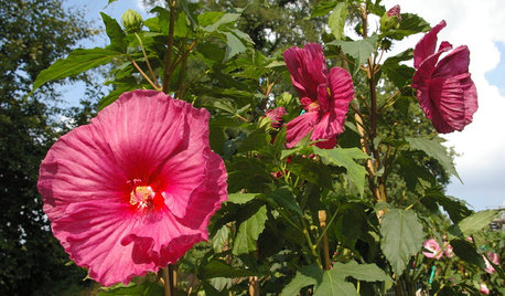 Da geht noch was! 7 Stauden, die Sie im Herbst pflanzen können