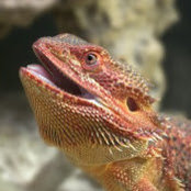 Kyle Thomas's photo