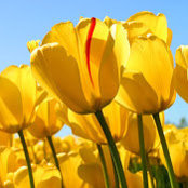 Patricia Kim-Gable's photo