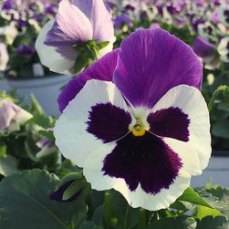 Current Featured Plants - Products