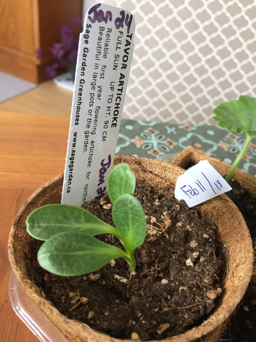 Tavor Artichokes for zone 3