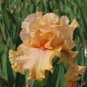 Marva Van Gilder's photo