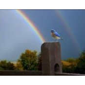 Foto von Morgana Mandelay