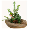 D&W Silks Fern, Money Plant, Blooming Succulent and Alow in Wooden Bowl