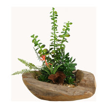 plants