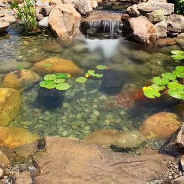 Bringing an 18yr Old Pond Back to LIFE