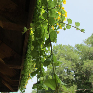 LIVE GREEN ROOF