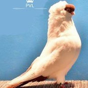 Pvl Lofts's photo
