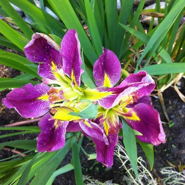 Specialty Gardening