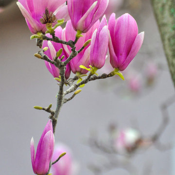 Magnolia x soulangeana