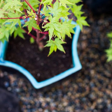 Zen Garden and Asian Inspired Landscape Plants