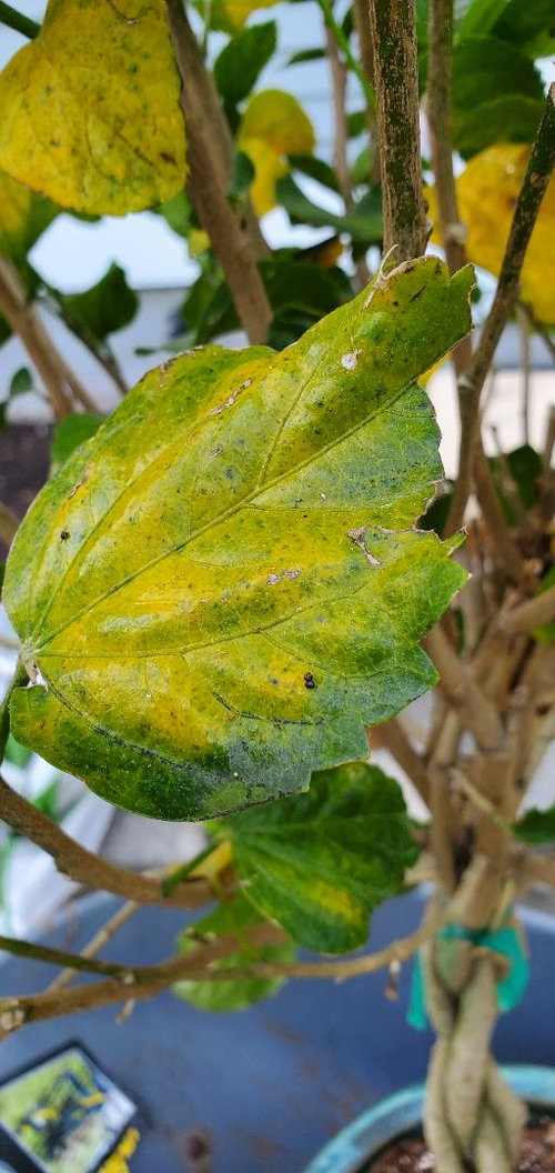 Please Help with dying hibiscus