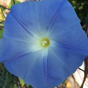 Ellen Wilbur's photo