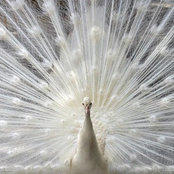 Derinda Trobaugh's photo