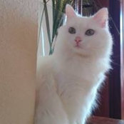 Yolanda Morilloさんの写真