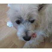 Foto de Bridget Bear