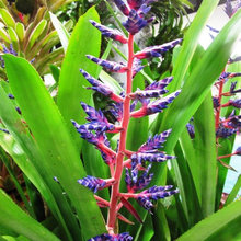 Plants