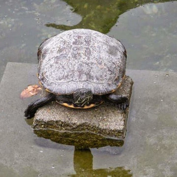 Custom Pond & Water Feature Installations