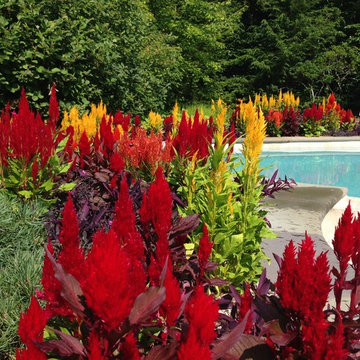 Annual Plantings Around Pool