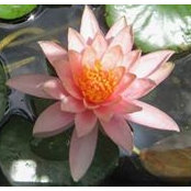Margaret Eguchi's photo