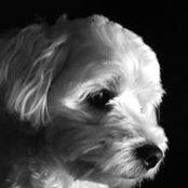 Pat Dale's photo